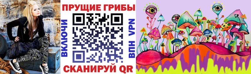 Псилоцибиновые грибы Cubensis  где можно купить   Бор 